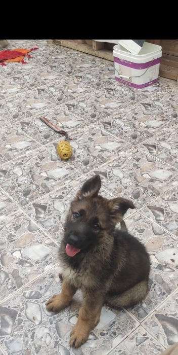 Chiot Berger Allemand gris femelle