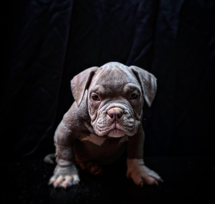 American Bully