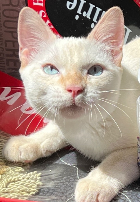 Chat blanc pour adoption