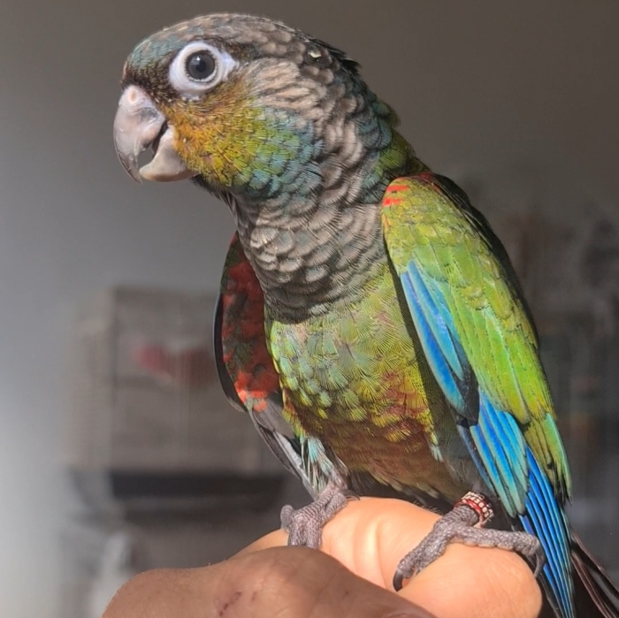 perroquet Crimson conure