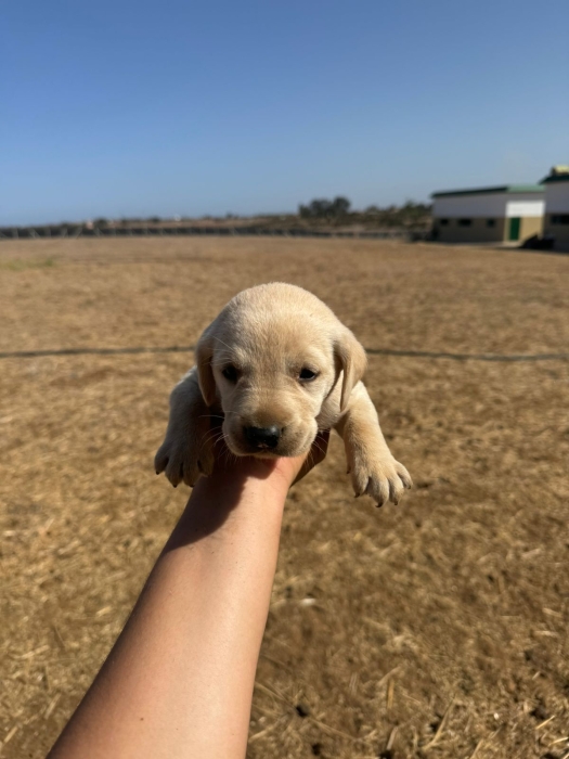 VENTE LABRADOR