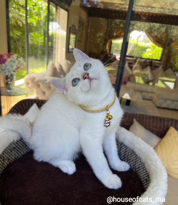 Chatons scottish straight &fold