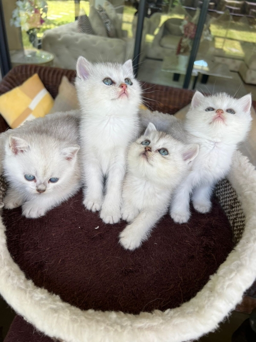 Chatons british et scottish