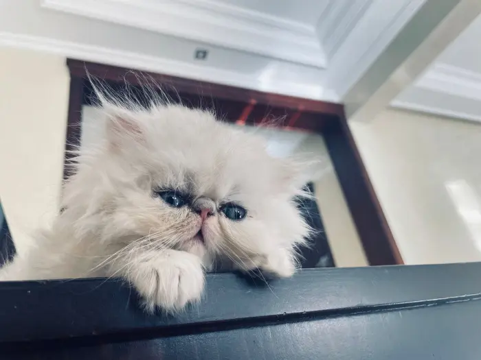 Chat persan chinchilla