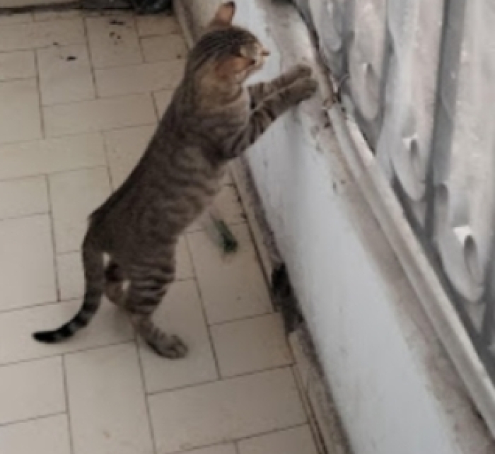 Cherche un adopteur pour chat