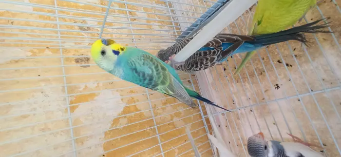 Perruche Mal Opaline Goldan Face