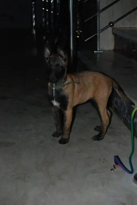 Malinois charboné