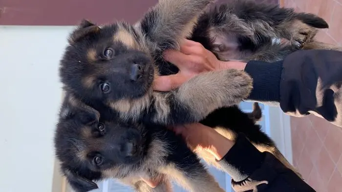 Berger allemand à ne pas raté