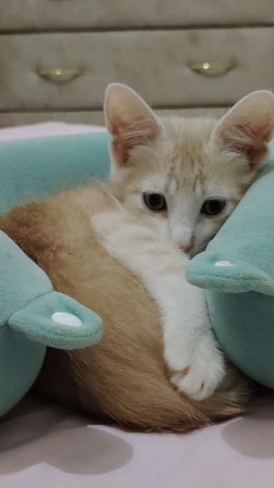 Chatons pour adoption