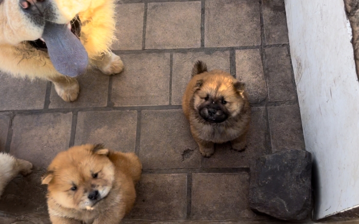 chow chow à vendre