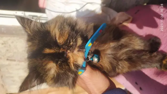 persan persan a vendre