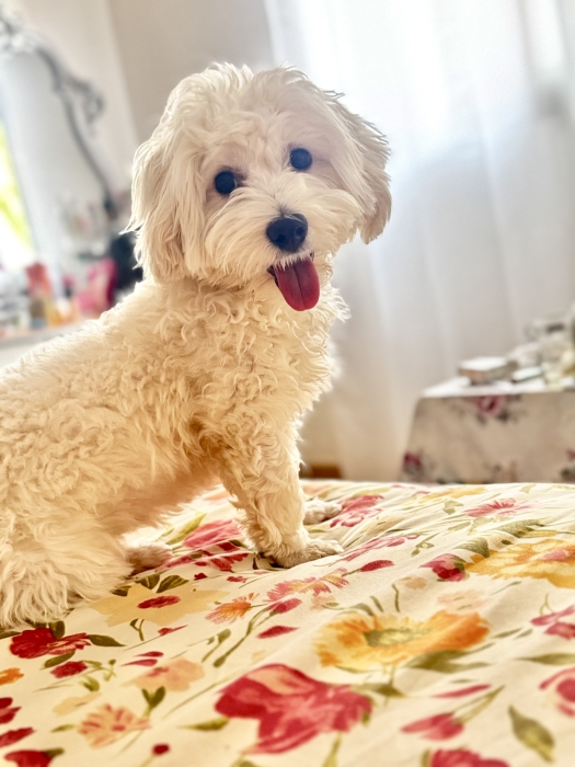 Bichon maltais