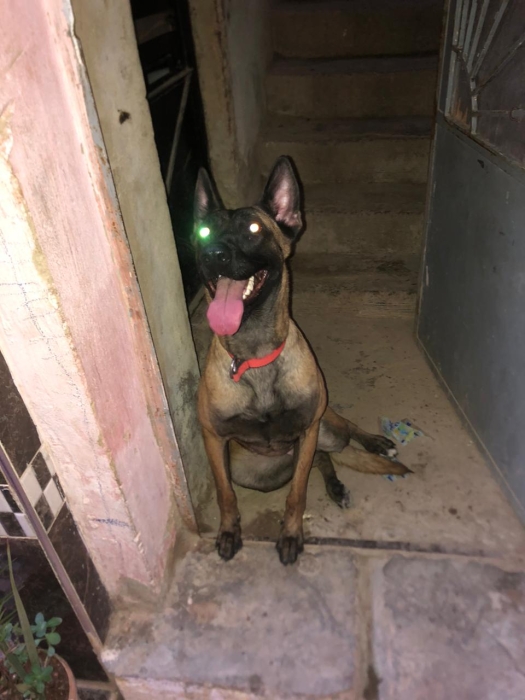 Femmelle malinois a meknes