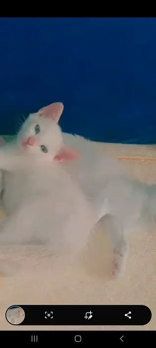 Vendre 2 angora =500 1 siamois 500 dh race pure