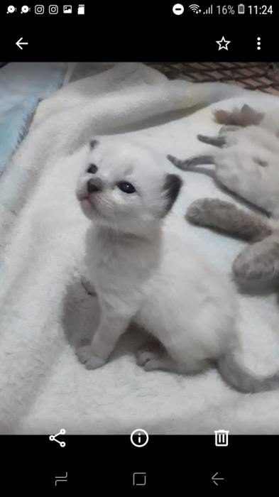 سيامي وجه اسوظ سيامي وجه رمادي