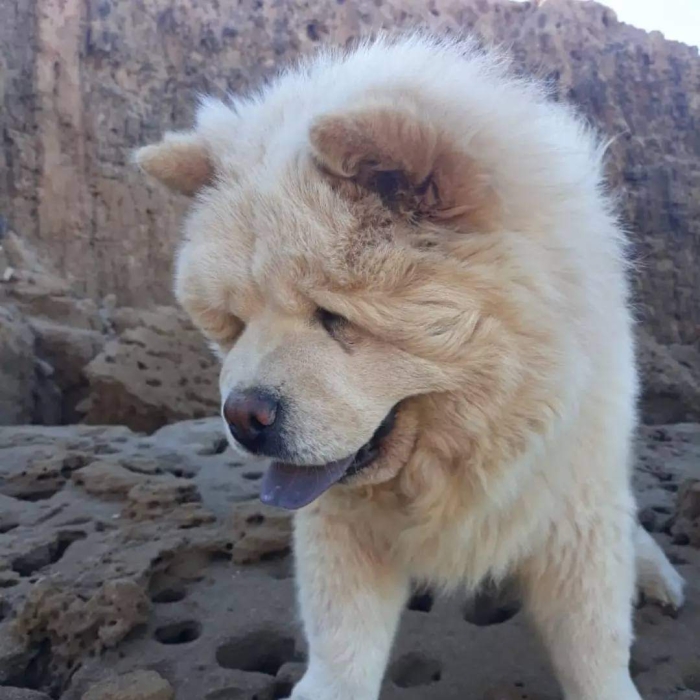 Chow chow