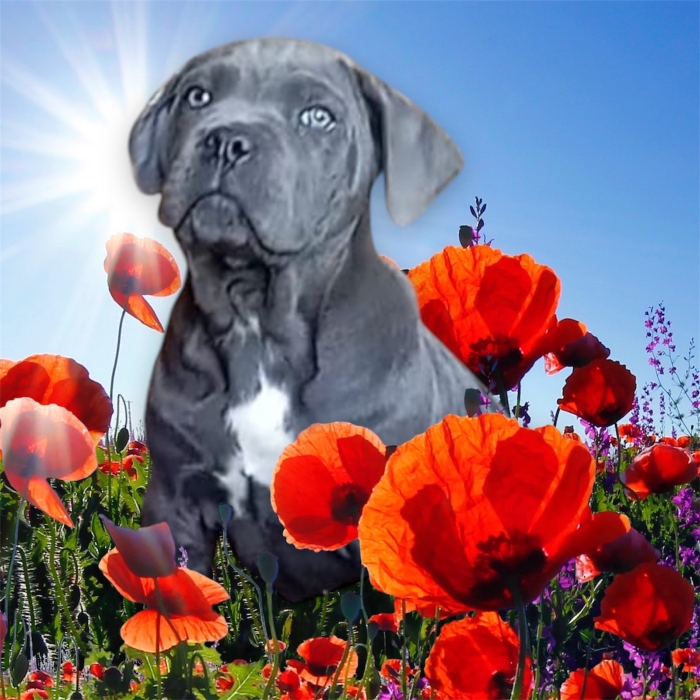 À VENDRE Chiot femelle Cane Corso