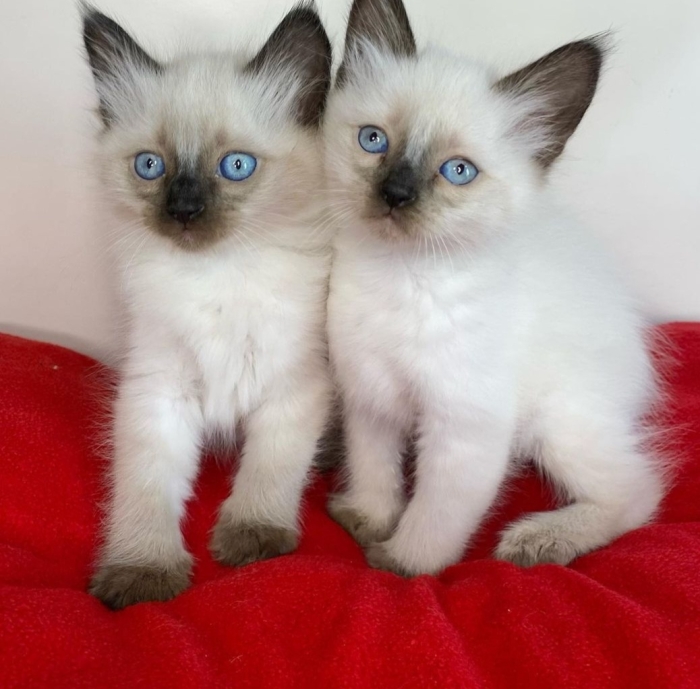 سلا حي السلام