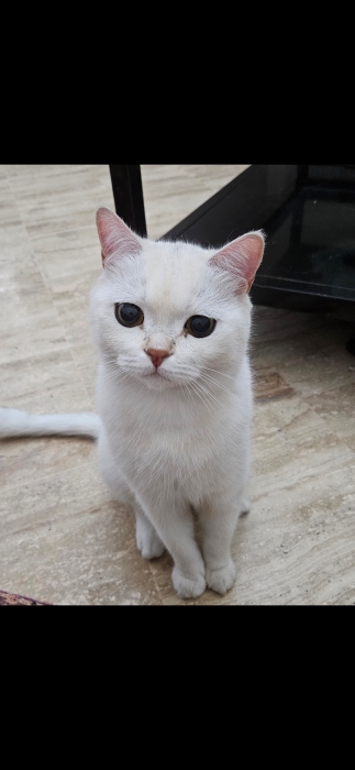 Scottish straight male castré