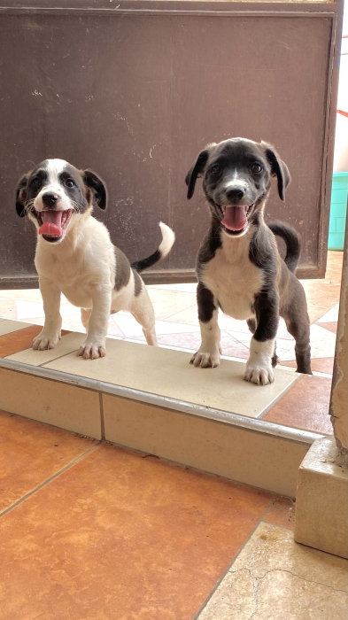 Chois à adopter - 3 mois