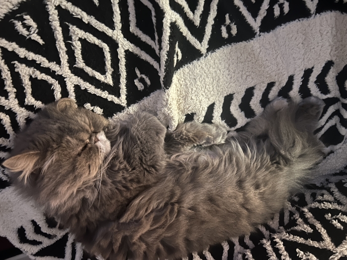 Femelle persan race pur