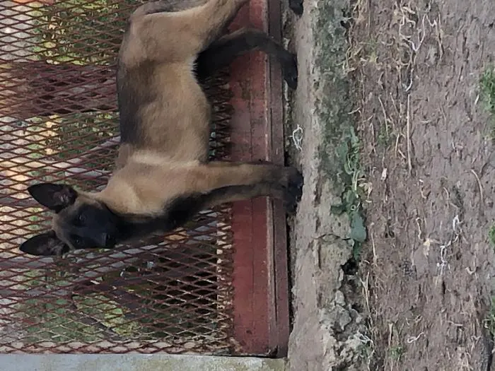 Malinois