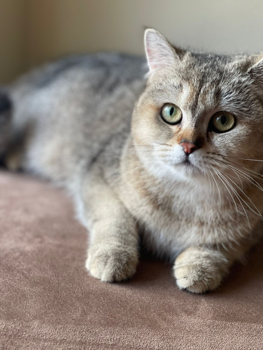 Top quality Scottish straight kittens with pedigree