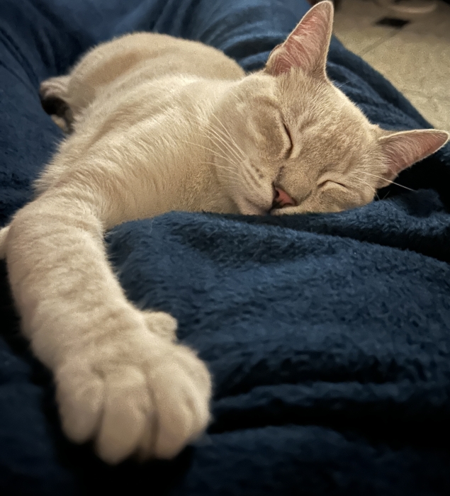 Oscar, chat doux et sociable à l’adoption