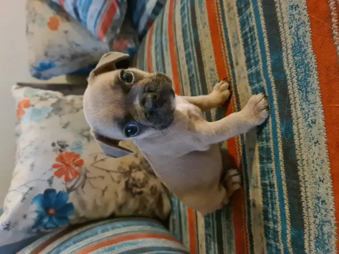 Bulldog Francais  Bleu Fauve Blanc et Bringé