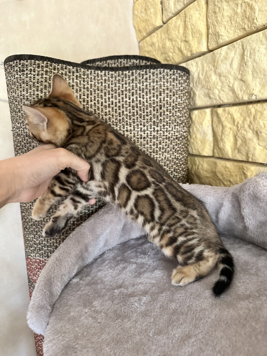 Chatons bengal avec pedigree