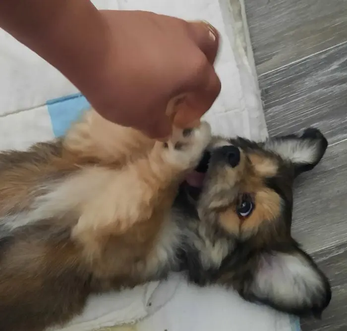 Bichon Havanais race pure