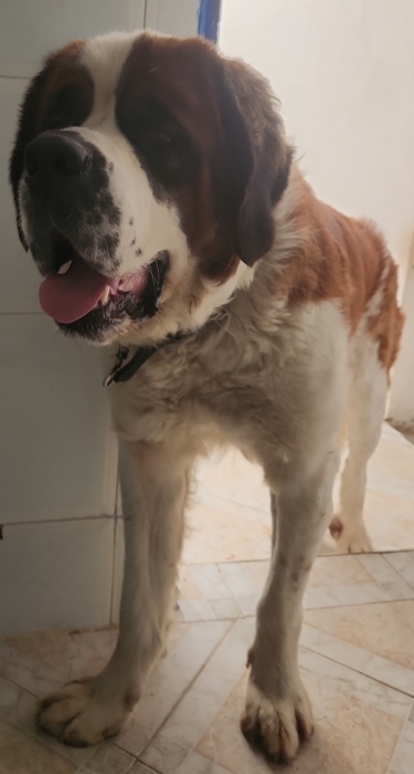 Magnifique Saint bernard male pure race