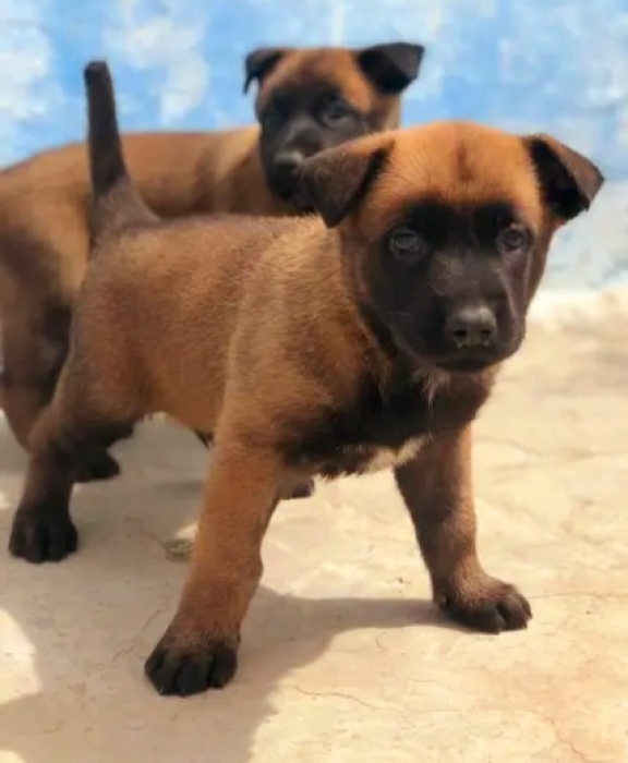 Chiot malinois charbonné