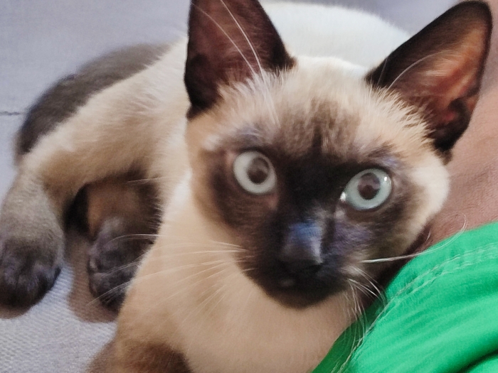 Chat siamois pure race