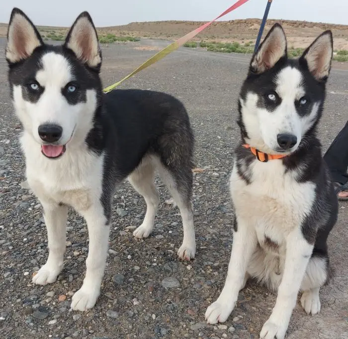 Husky Sibérien