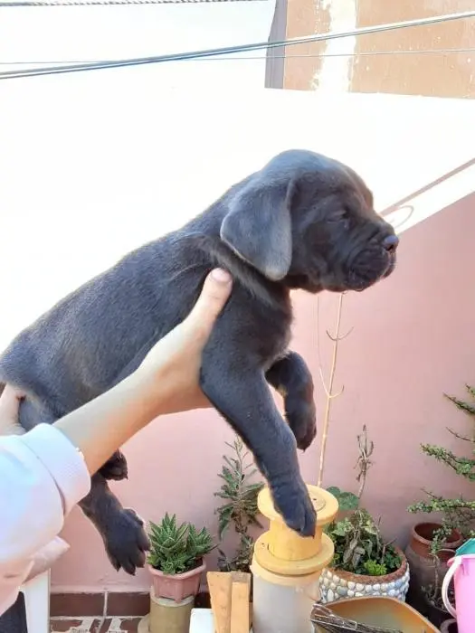 Chiots cane corso