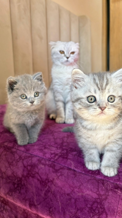Scottish fold & british shorthair
