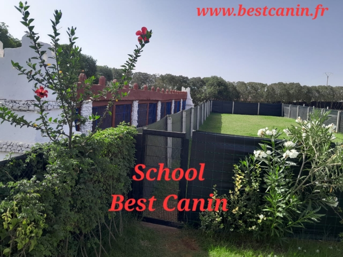 Dressage Chien Bouznika