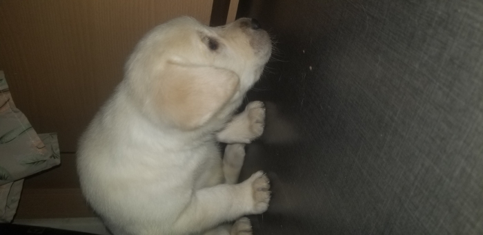 Chiot Labrador Pure race mâle