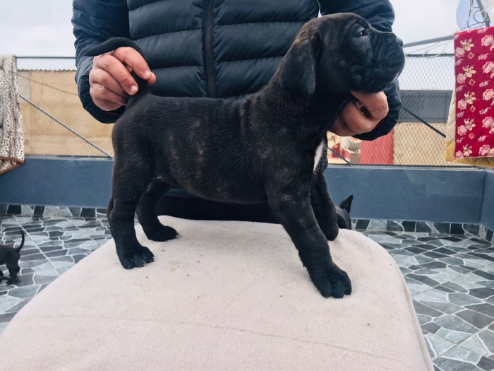 Magnifiques chiots de Cane Corso noir