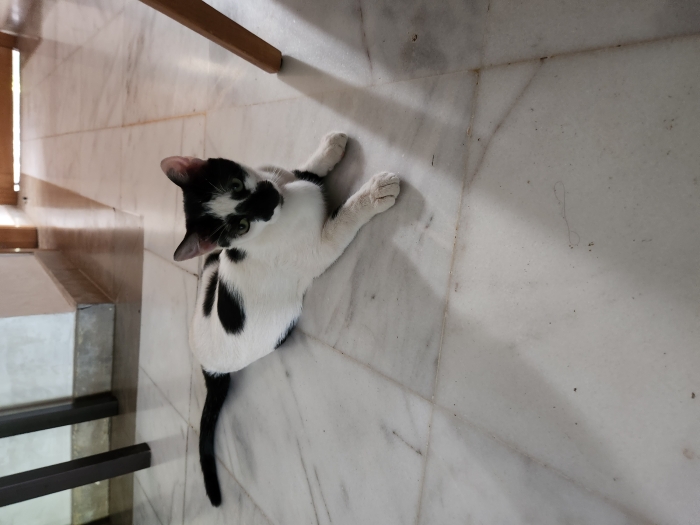 Cherche famille pour adoption