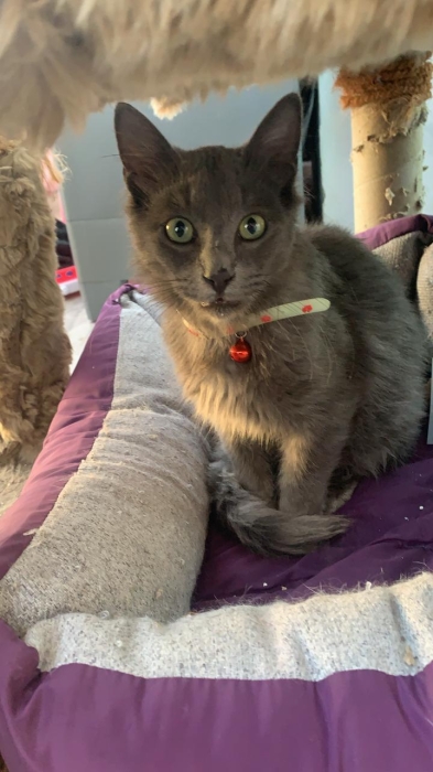 Vente chat male 6 mois