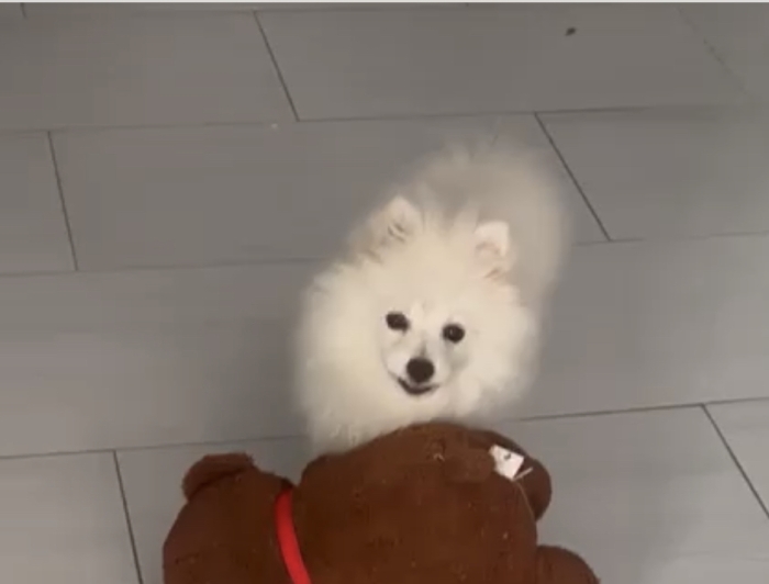 Spitz Pomeranian 5mois