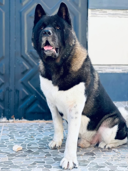 Disp akita américain top d top