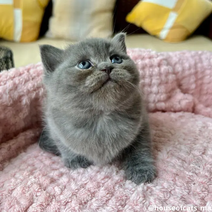 Chat scottish et british