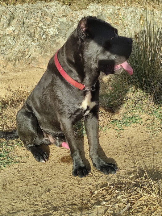 Cane corso