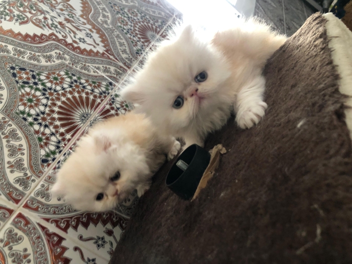 Persan mâle 2 femelle