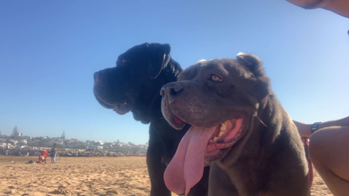 Cane corso pedigre couple