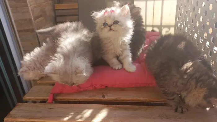 Chat persan chinchilla