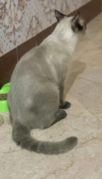 Un beau chat siamois male a vendre vacciner